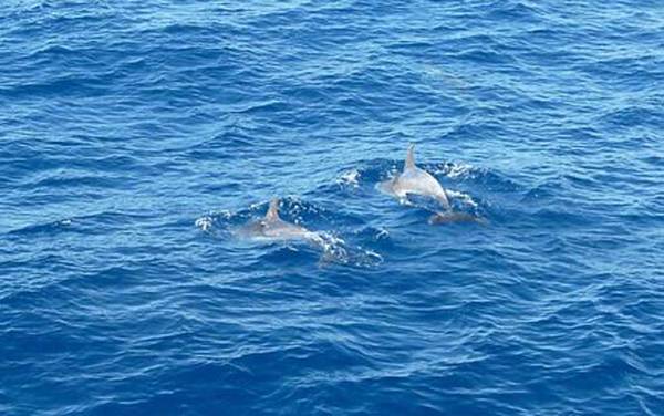 海豚救人是真的吗?