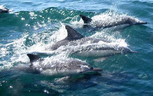 海豚救人是真的吗?