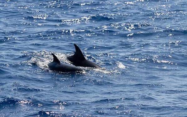 海豚搁浅是怎么回事?