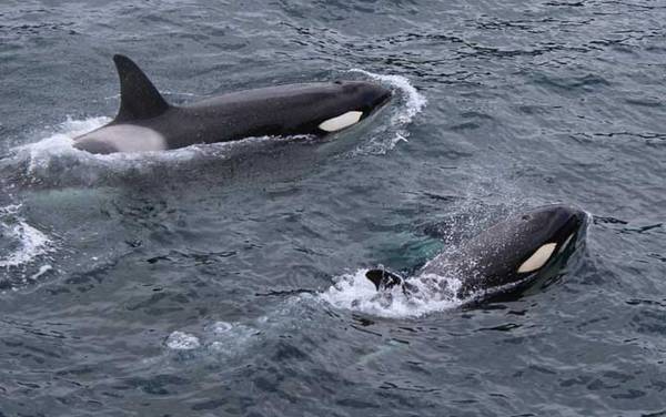 鲸鱼是什么动物?