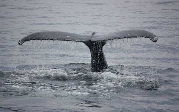 鲸鱼是什么动物?