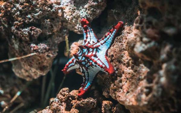 海星是什么动物?