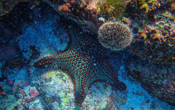 海星是什么动物?