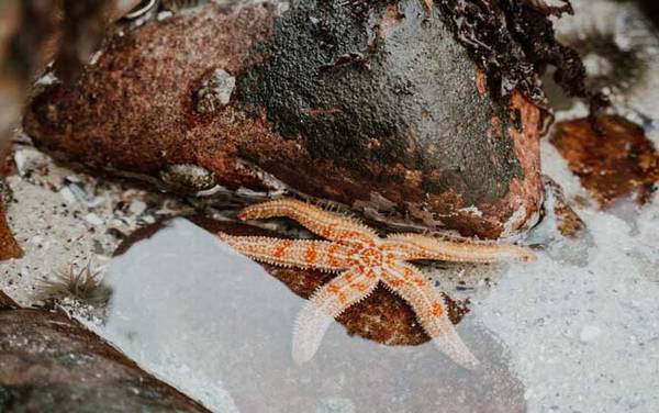 海星是什么动物?