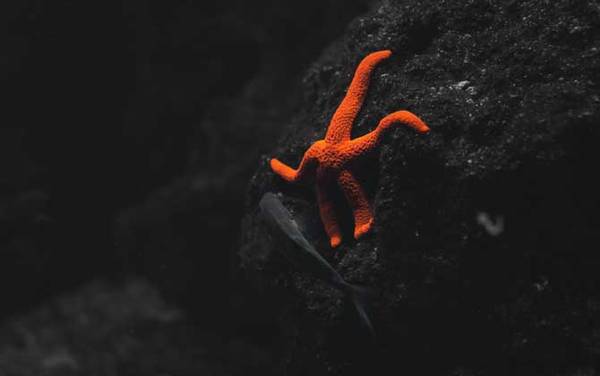 海星是什么动物?