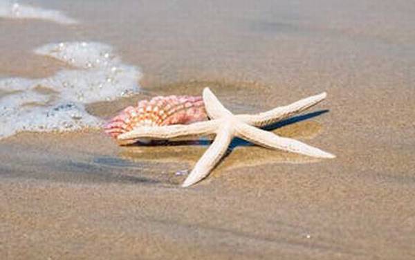 海星吃什么食物?