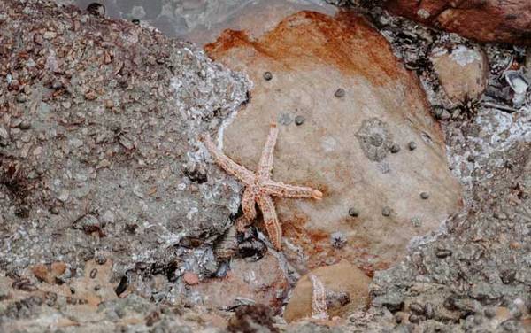 海星能吃吗?