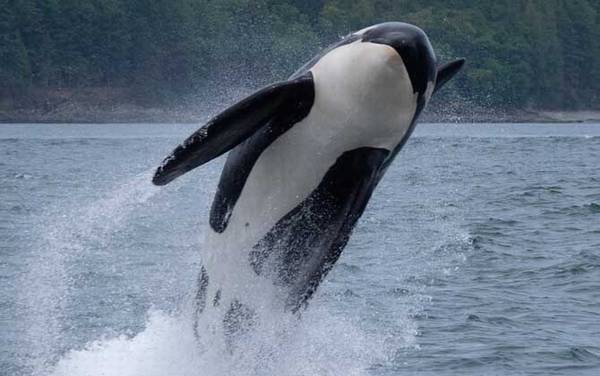 虎鲸是什么动物?