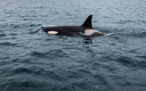 虎鲸是什么动物?