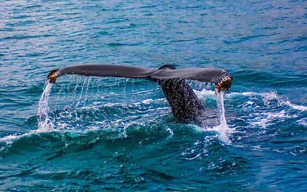 领航鲸是什么动物?