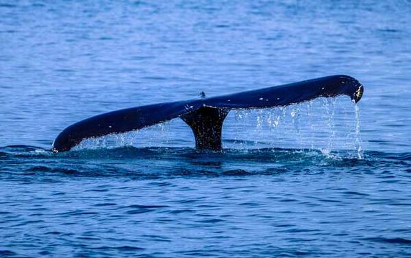 领航鲸是什么动物?