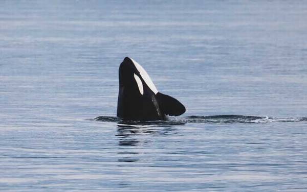 杀人鲸是什么动物?