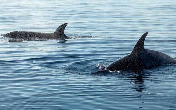 杀人鲸是什么动物?