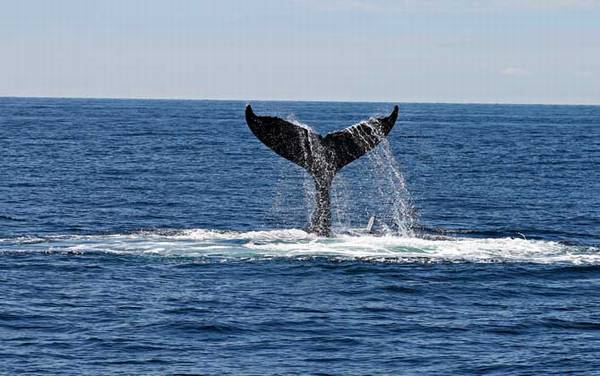 巨头鲸是什么动物?