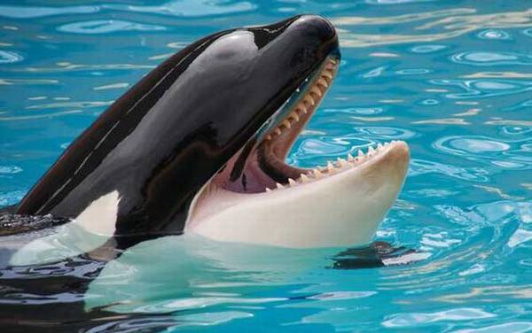逆戟鲸是什么动物?