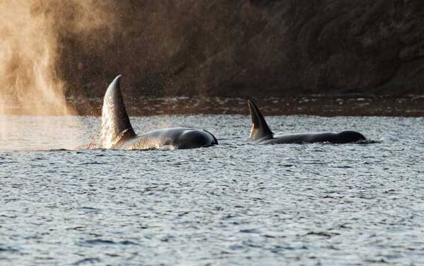逆戟鲸是什么动物?