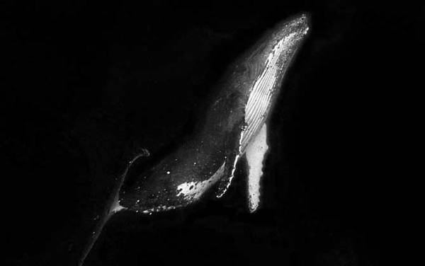 驼背鲸是什么动物?