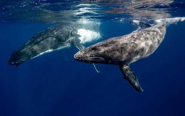 驼背鲸是什么动物?