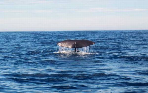 瓜头鲸是什么动物?