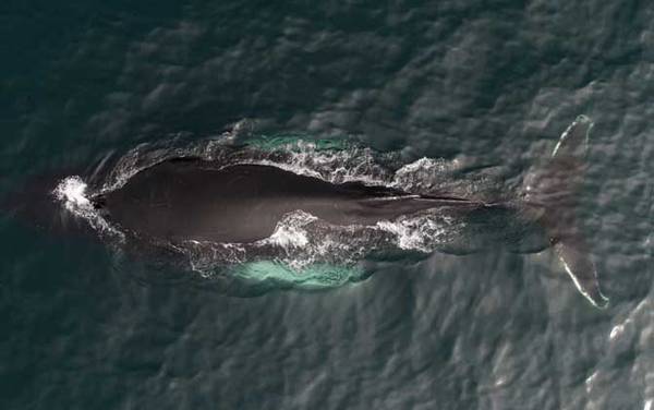 瓜头鲸是什么动物?