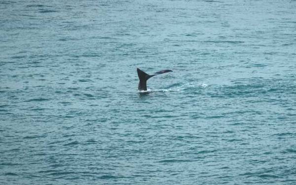 瓜头鲸是什么动物?