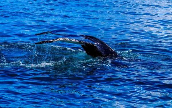 瓜头鲸是什么动物?