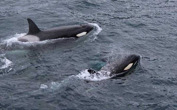 虎头鲸是什么动物?
