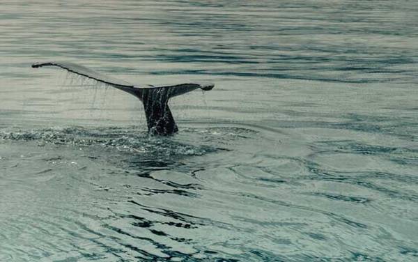 虎头鲸是什么动物?