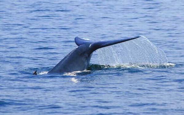 北极露脊鲸是什么动物?