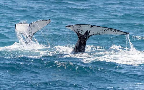 北极露脊鲸是什么动物?