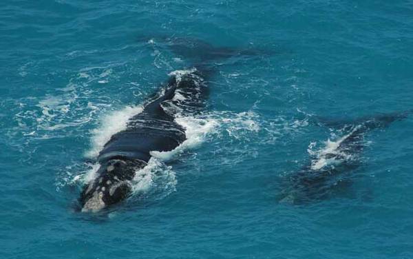 布氏鲸是什么动物?