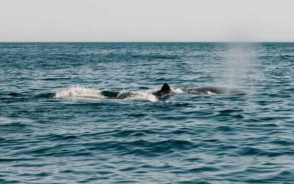 南露脊鲸是什么动物?