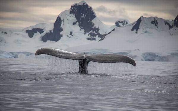 南露脊鲸是什么动物?