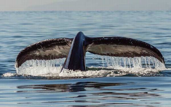 南露脊鲸是什么动物?
