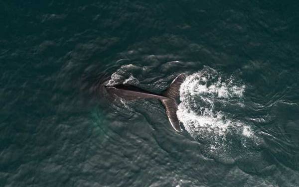 南露脊鲸是什么动物?