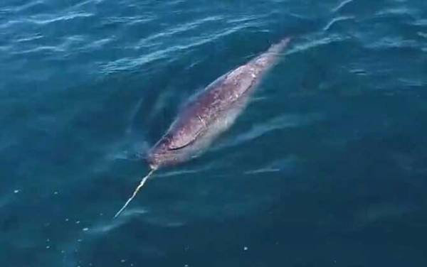 独角鲸是什么动物?