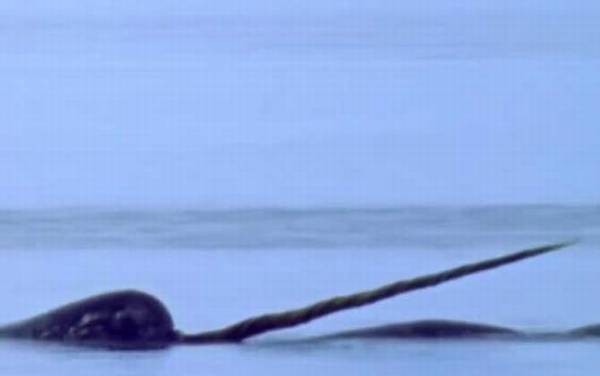 独角鲸是什么动物?