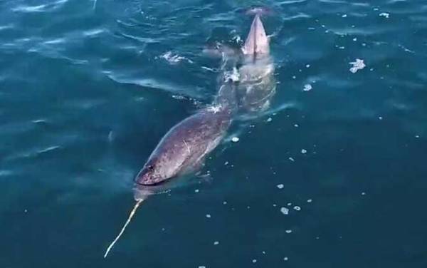 独角鲸是什么动物?