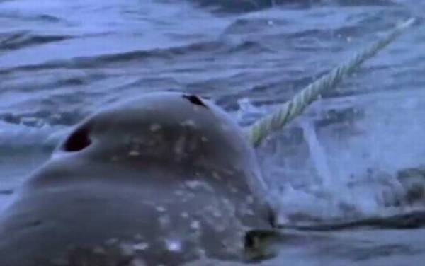 独角鲸是什么动物?