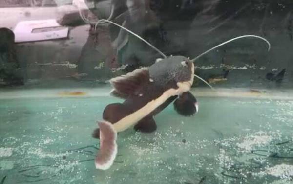 狗仔鲸是什么动物?