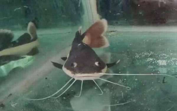 狗仔鲸是什么动物?