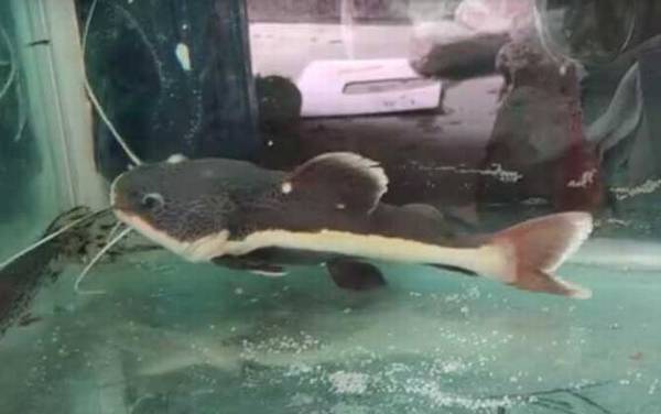 狗仔鲸是什么动物?