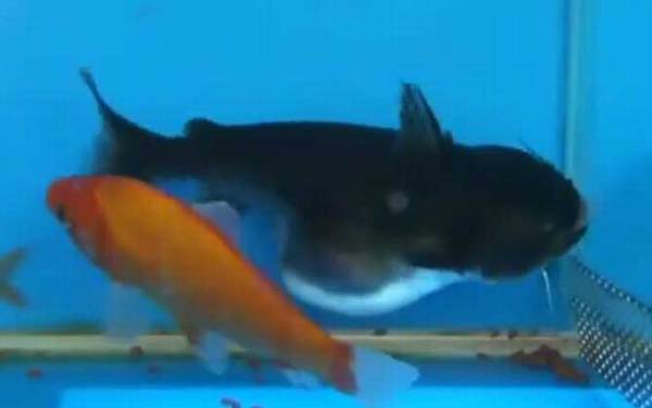 大嘴鲸是什么动物?