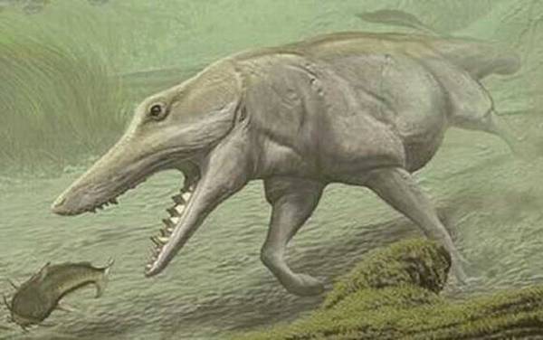 鲸鱼的祖先是什么?