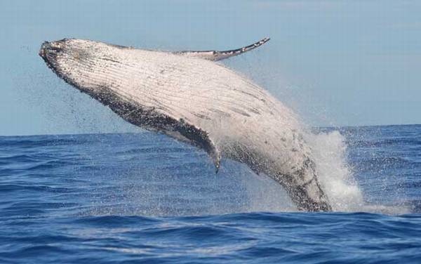 鲸鱼是哺乳动物吗?