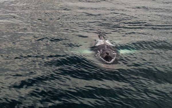 鲸鱼是哺乳动物吗?