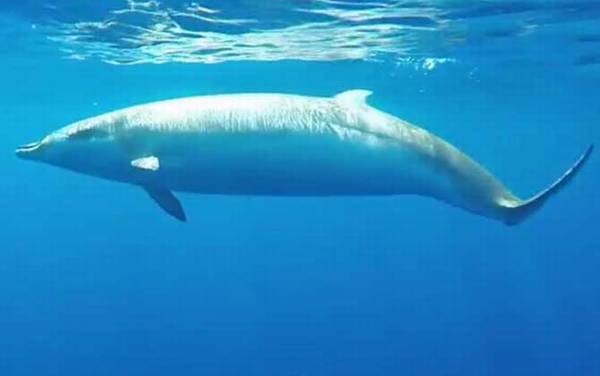 鲸的种类及图片大全