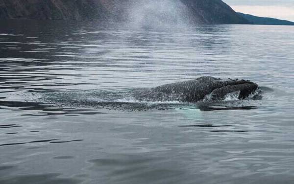 关于鲸的资料有哪些?