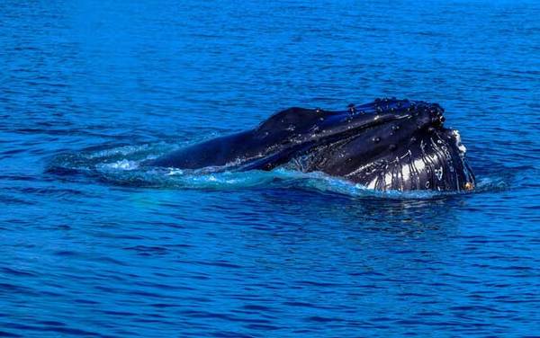 最大的鲸鱼是什么鲸?