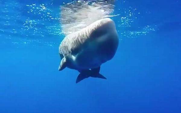 最大的鲸鱼是什么鲸?